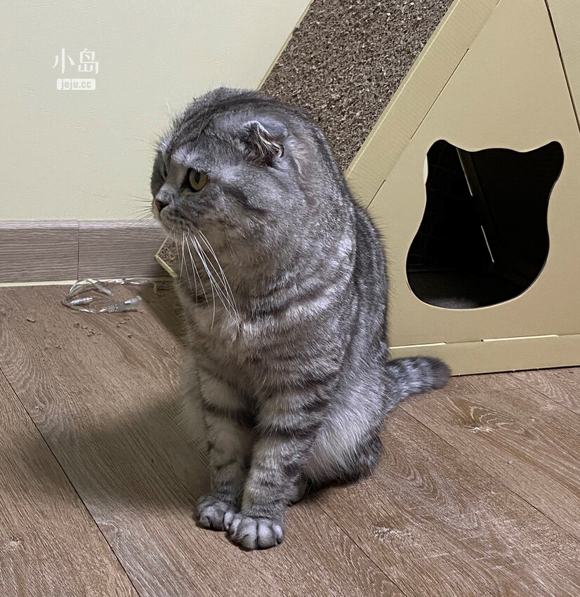 꼬비 5.jpg
