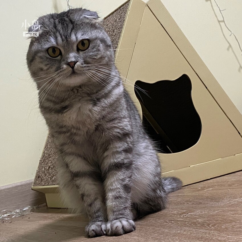 꼬비 1.jpg