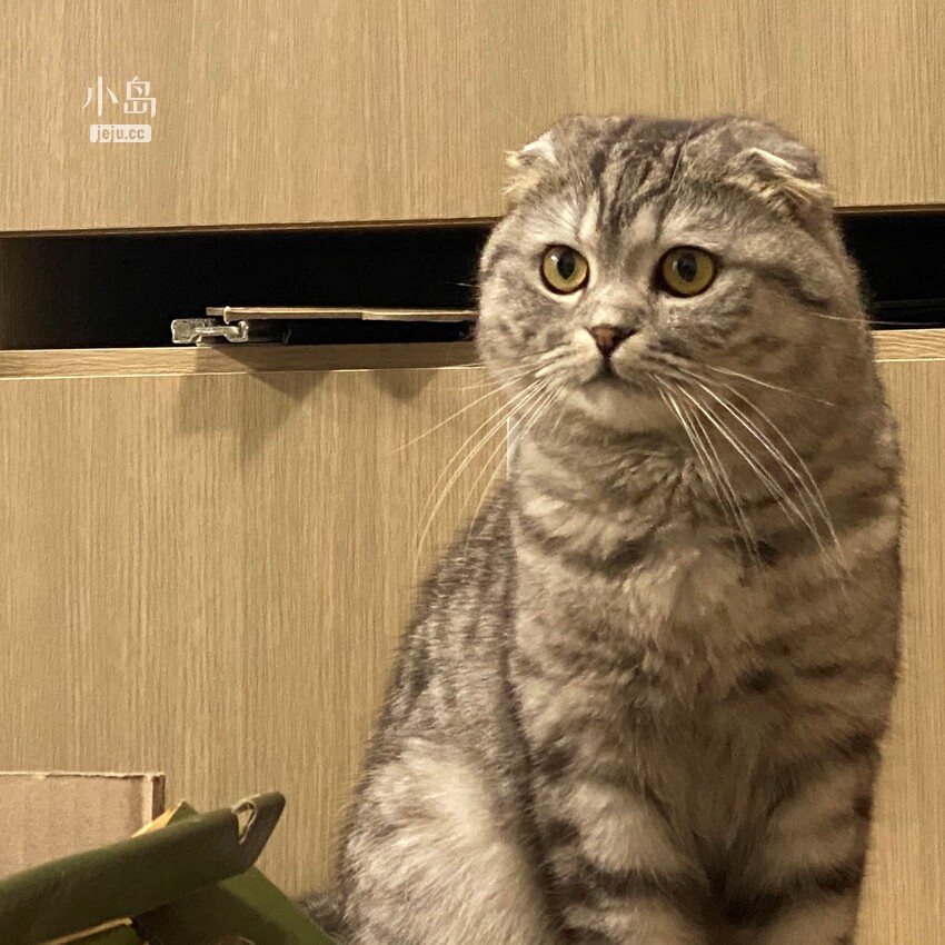 꼬비 3.jpg